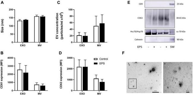 CD9 Antibody in Western Blot (WB)