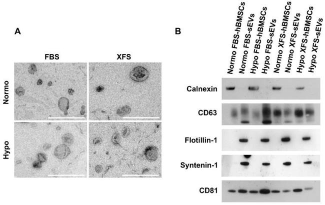 CD63 Antibody in Western Blot (WB)