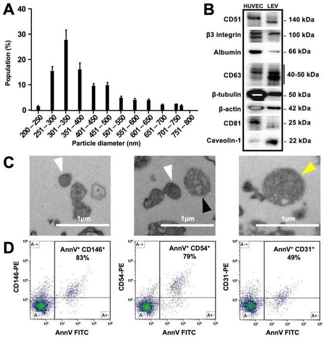 CD81 Antibody in Western Blot (WB)