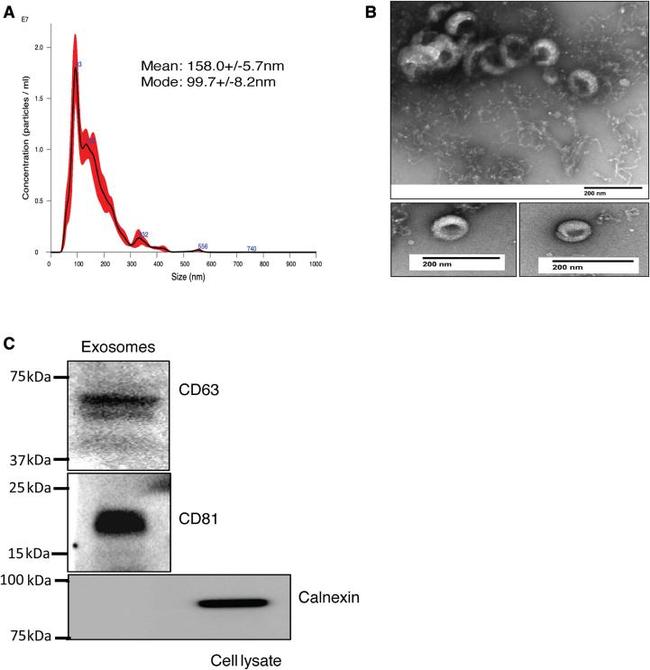 CD63 Antibody in Western Blot (WB)