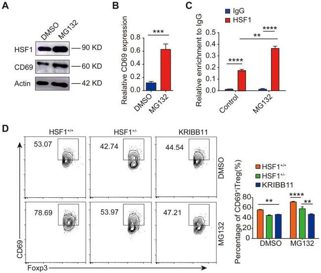 CD69 Antibody in Flow Cytometry (Flow)