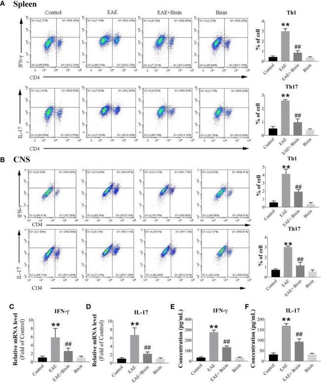 IFN gamma Antibody in Flow Cytometry (Flow)