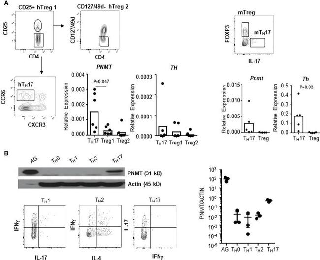 CD127 Antibody in Flow Cytometry (Flow)