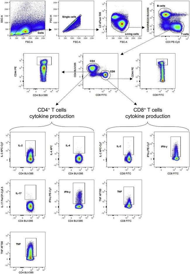 IFN gamma Antibody in Flow Cytometry (Flow)