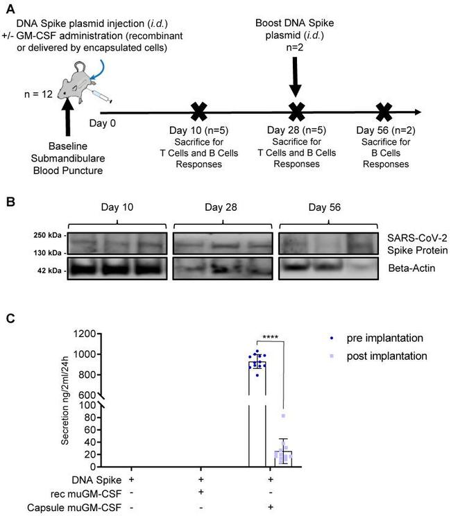 SARS/SARS-CoV-2 Spike Protein (RBD) Chimeric Antibody in Western Blot (WB)