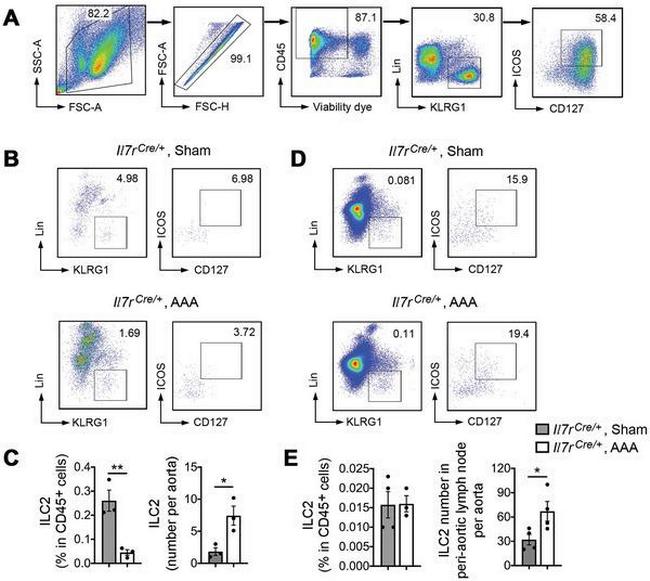 KLRG1 Antibody in Flow Cytometry (Flow)