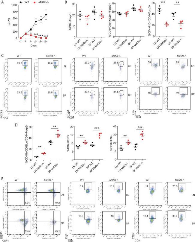 CD4 Antibody in Flow Cytometry (Flow)