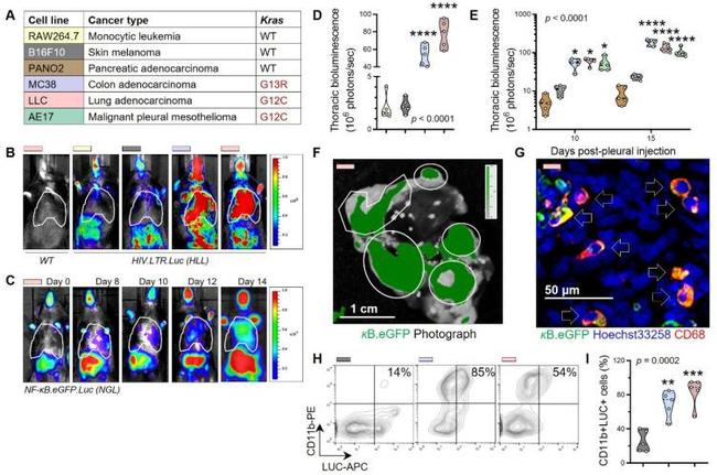 CD11b Antibody in Flow Cytometry (Flow)