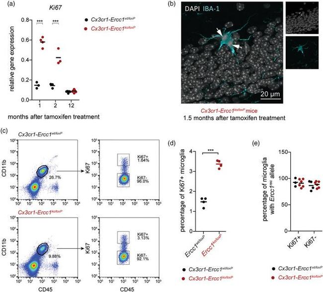 CD45 Antibody in Flow Cytometry (Flow)