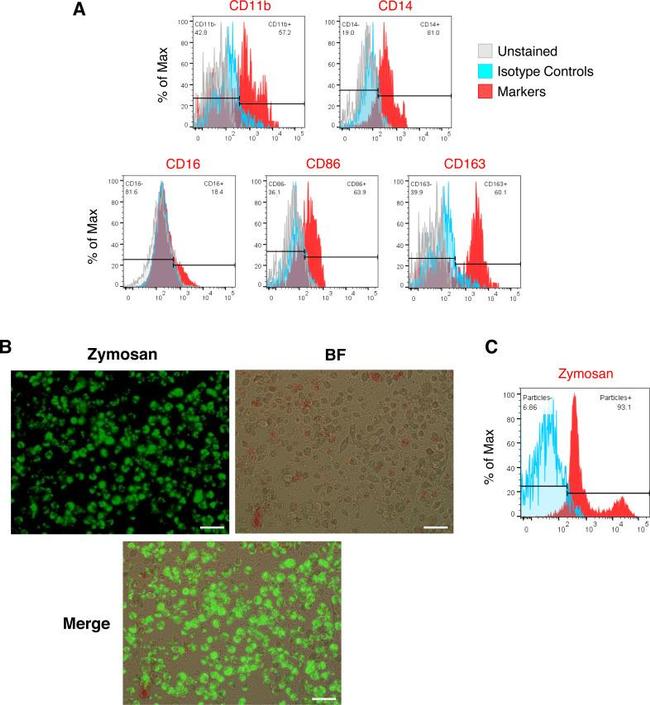 CD86 (B7-2) Antibody in Flow Cytometry (Flow)