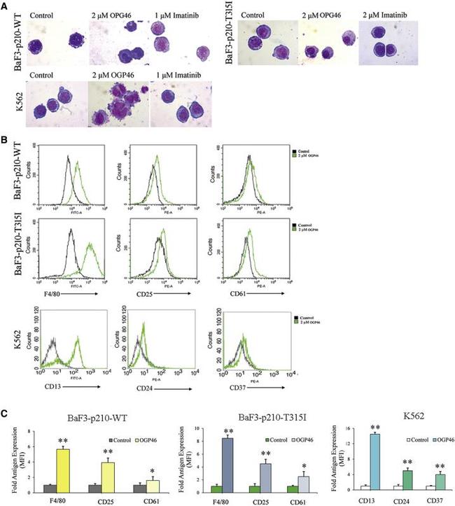 CD13 Antibody in Flow Cytometry (Flow)