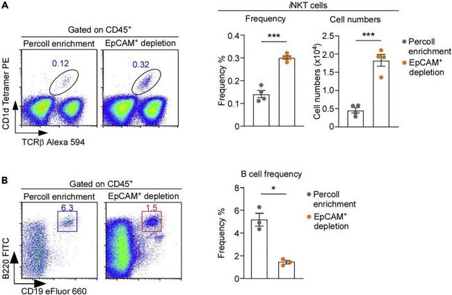 CD19 Antibody in Flow Cytometry (Flow)