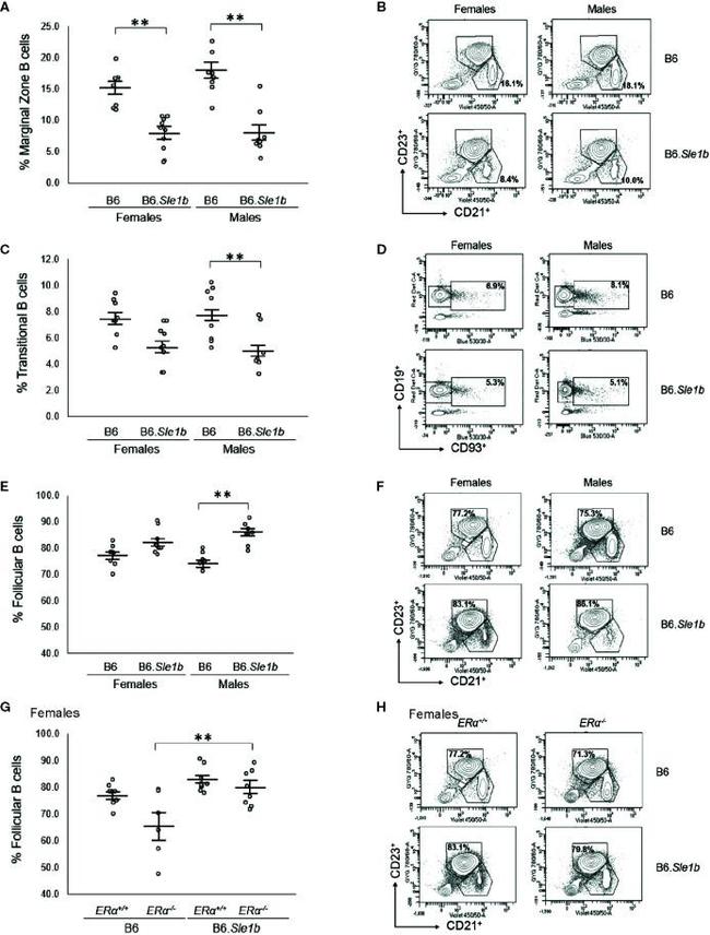 CD21/CD35 Antibody in Flow Cytometry (Flow)