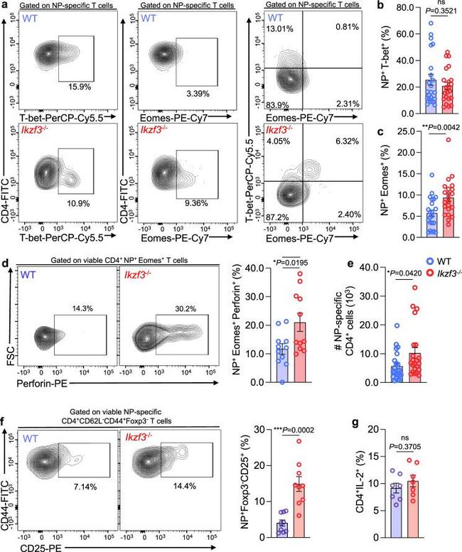 EOMES Antibody in Flow Cytometry (Flow)