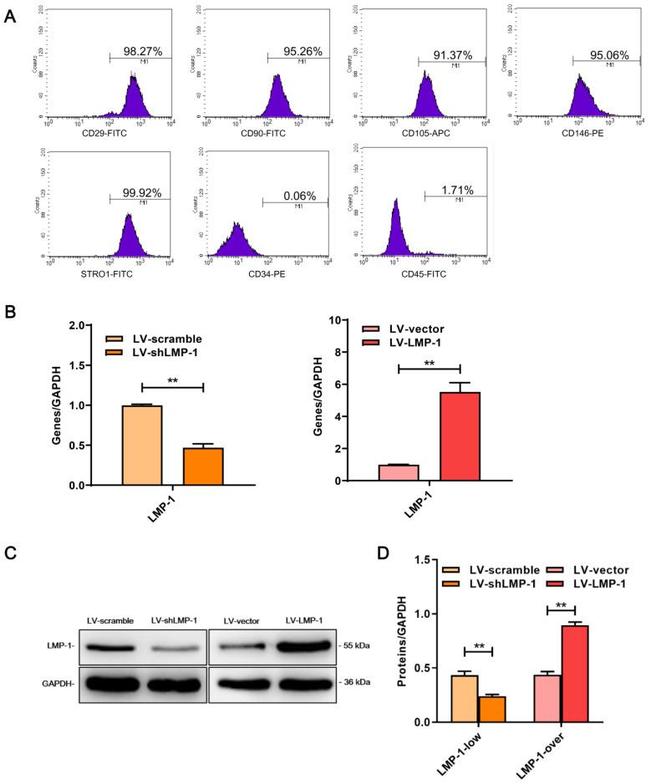 CD29 (Integrin beta 1) Antibody in Flow Cytometry (Flow)