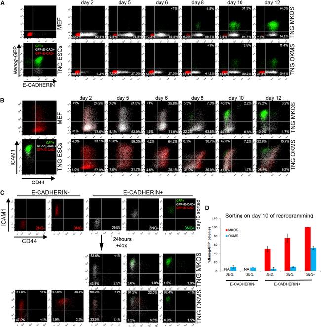 CD324 (E-Cadherin) Antibody in Flow Cytometry (Flow)