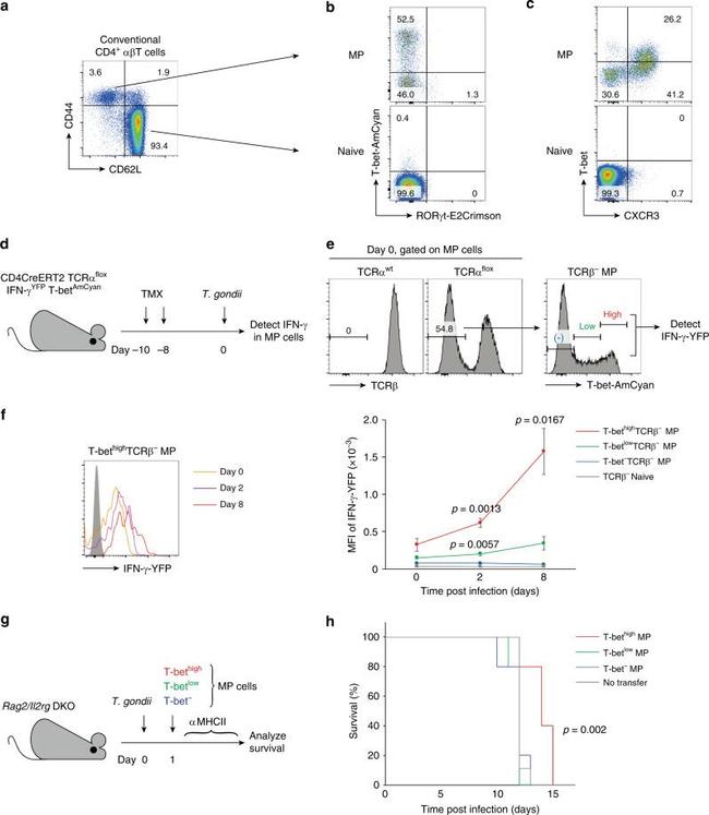 TCR beta Antibody in Flow Cytometry (Flow)