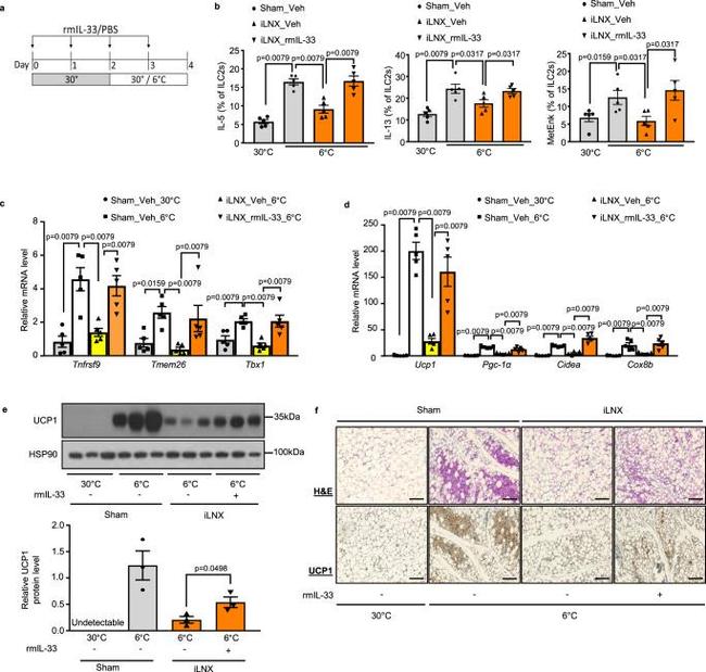 IL-13 Antibody in Flow Cytometry (Flow)