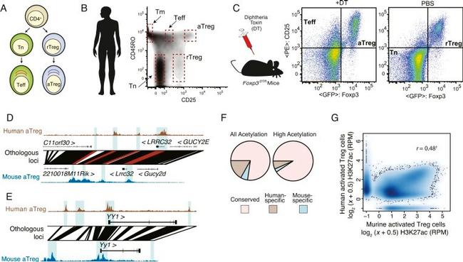 CD4 Antibody in Flow Cytometry (Flow)