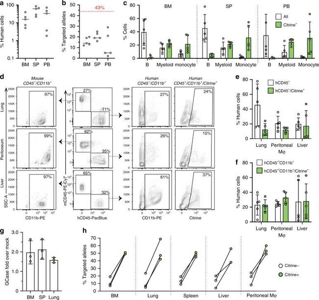 CD45.1 Antibody in Flow Cytometry (Flow)