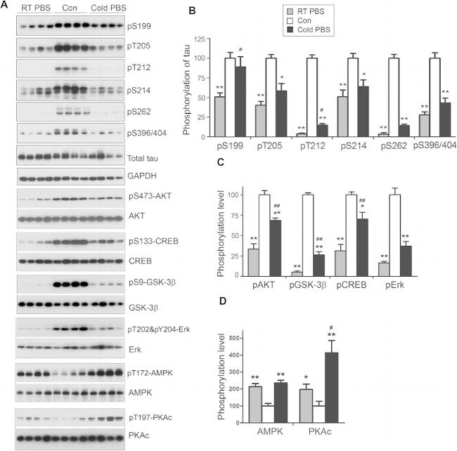 Phospho-Tau (Ser214) Antibody in Western Blot (WB)