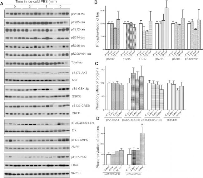 Phospho-Tau (Ser214) Antibody in Western Blot (WB)