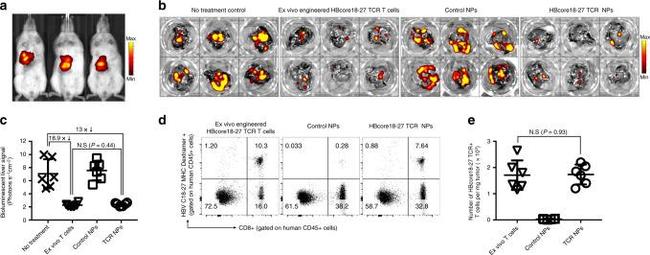 CD8 Antibody in Flow Cytometry (Flow)