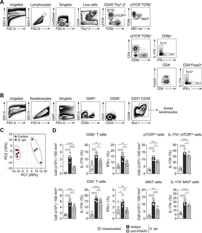 IFN gamma Antibody in Flow Cytometry (Flow)