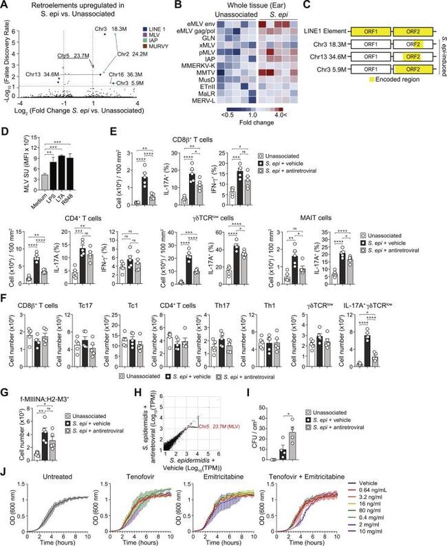 IFN gamma Antibody in Flow Cytometry (Flow)