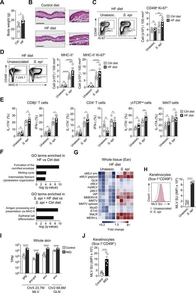 CD49f (Integrin alpha 6) Antibody in Flow Cytometry (Flow)