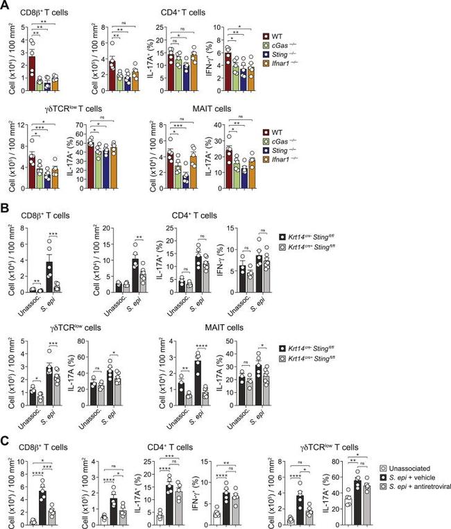 IFN gamma Antibody in Flow Cytometry (Flow)