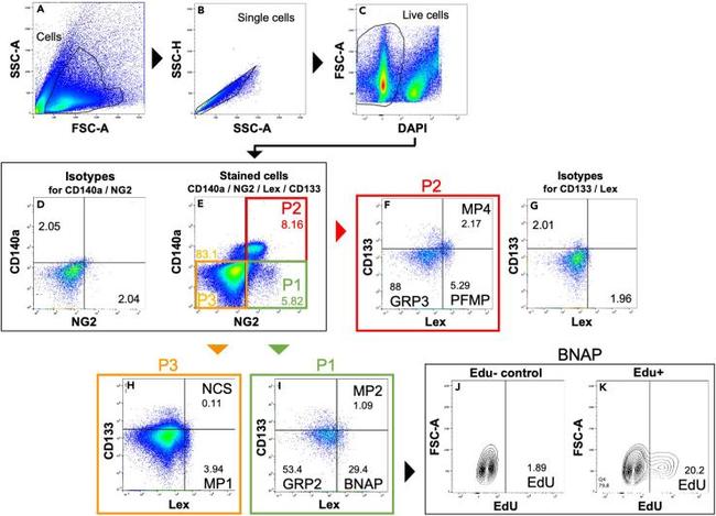 CD133 (Prominin-1) Antibody in Flow Cytometry (Flow)