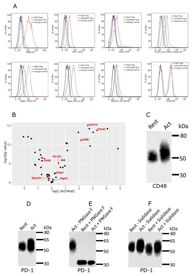 CD279 (PD-1) Antibody in Flow Cytometry (Flow)