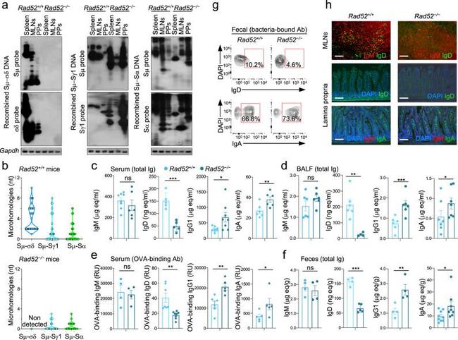 IgA Antibody in Flow Cytometry (Flow)