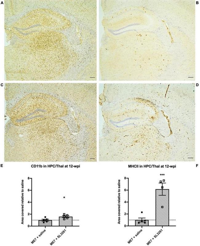 MHC Class II (I-A/I-E) Antibody in Immunohistochemistry (IHC)