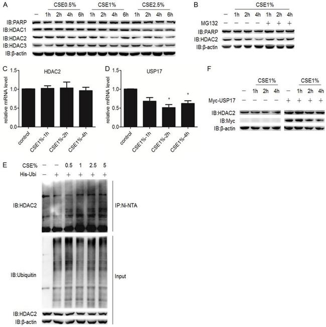 PARP1 Antibody in Western Blot (WB)