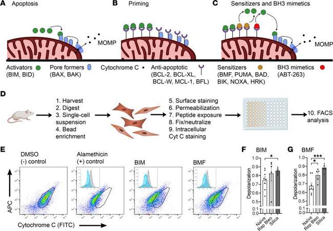 Cytochrome C Antibody in Flow Cytometry (Flow)