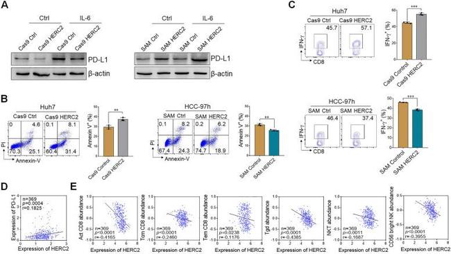 IFN gamma Antibody in Flow Cytometry (Flow)