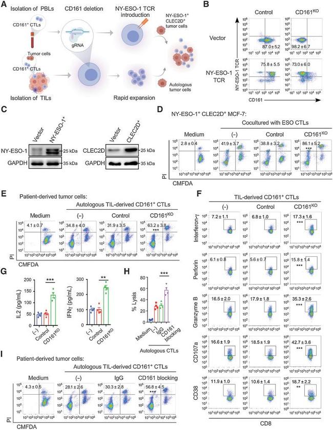 Perforin Antibody in Flow Cytometry (Flow)