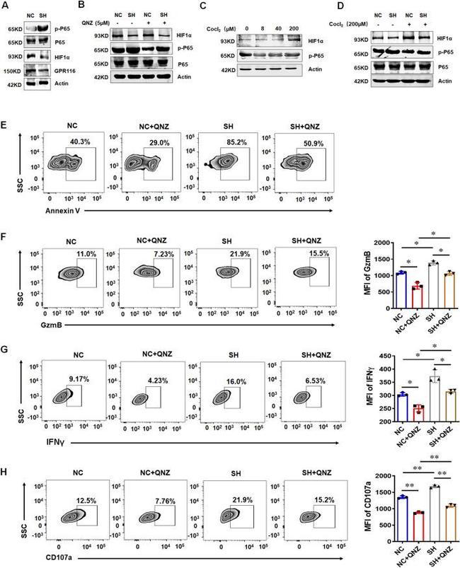 IFN gamma Antibody in Flow Cytometry (Flow)