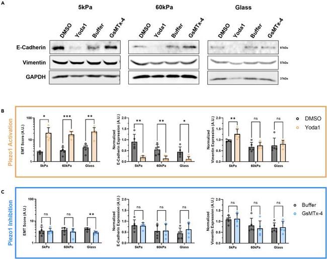 Vimentin Antibody in Western Blot (WB)