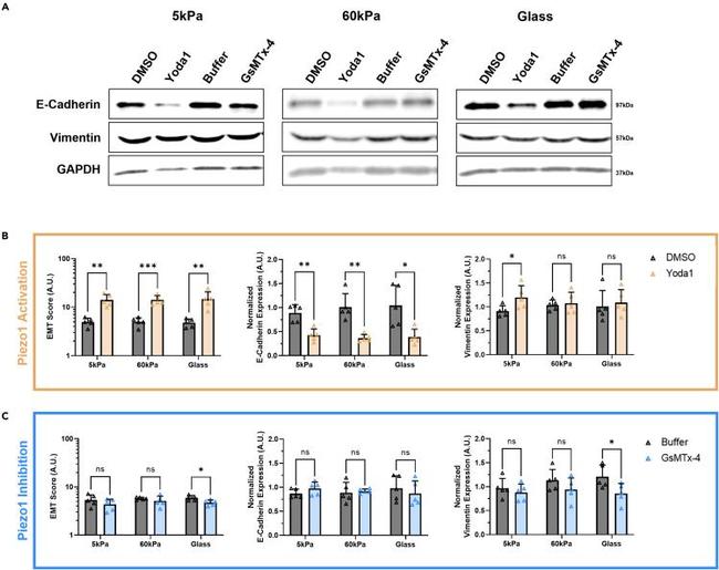 Vimentin Antibody in Western Blot (WB)