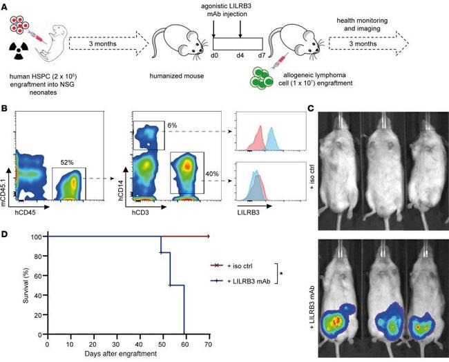 CD14 Antibody in Flow Cytometry (Flow)