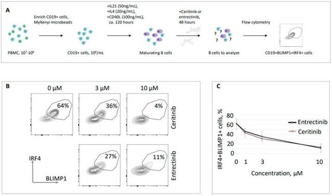 CD19 Antibody in Flow Cytometry (Flow)