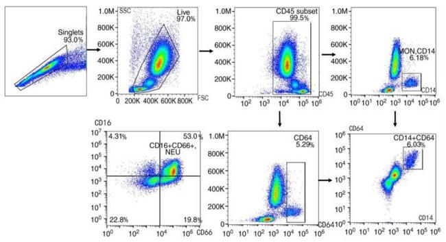 CD66 Antibody in Flow Cytometry (Flow)