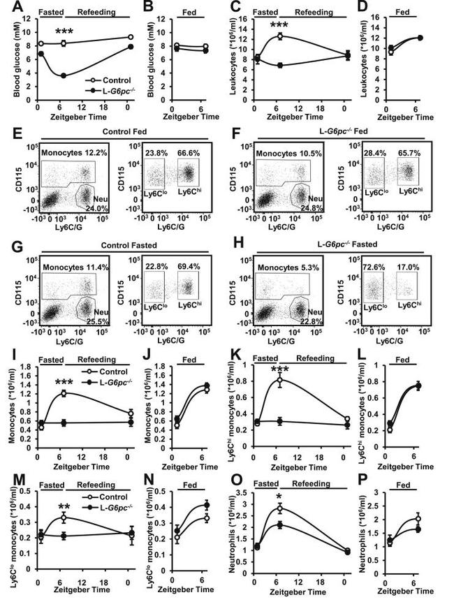 CD115 (c-fms) Antibody in Flow Cytometry (Flow)