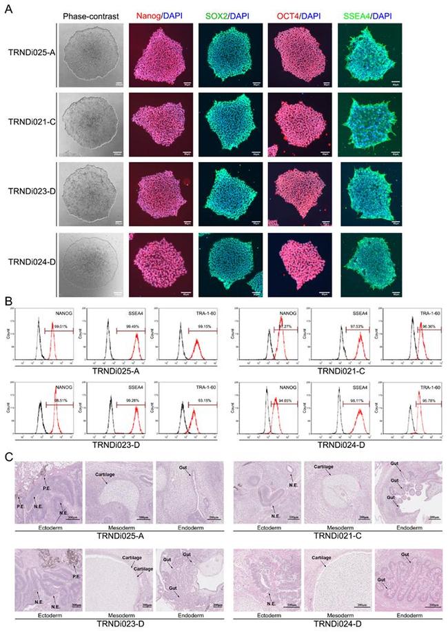 TRA-1-60 Antibody in Flow Cytometry (Flow)