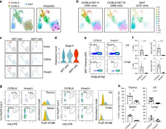 PLZF Antibody in Flow Cytometry (Flow)