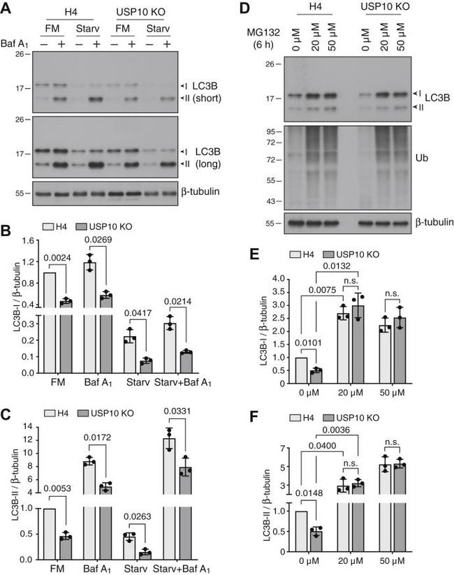 Ubiquitin Antibody in Western Blot (WB)