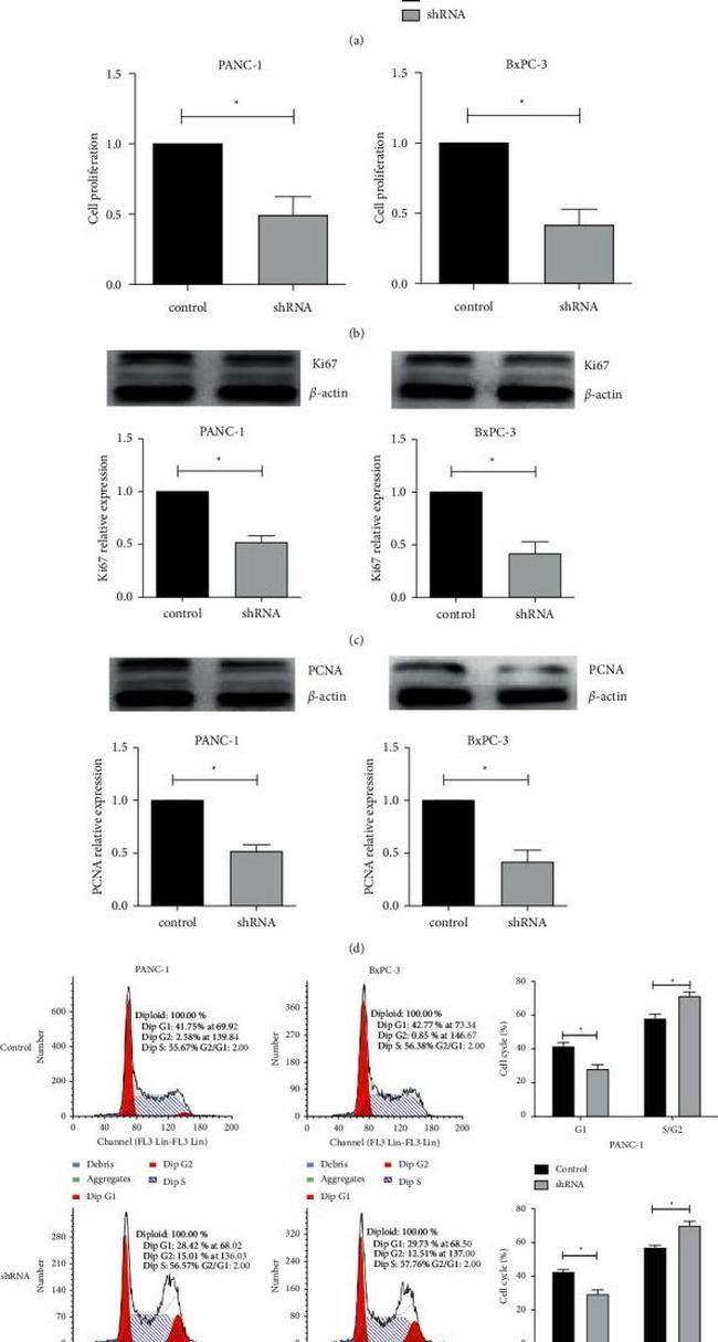 PCNA Antibody in Western Blot (WB)